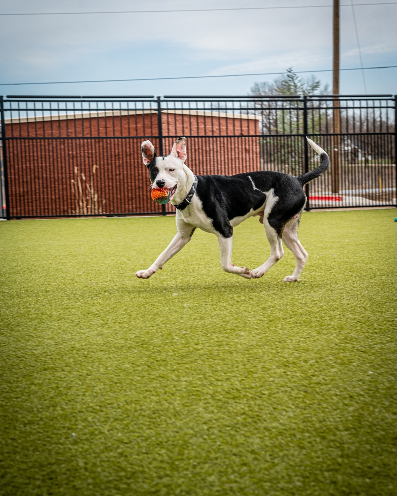 Black and white dog running happily with an orange ball in its mouth at Bentonville Animal Services.