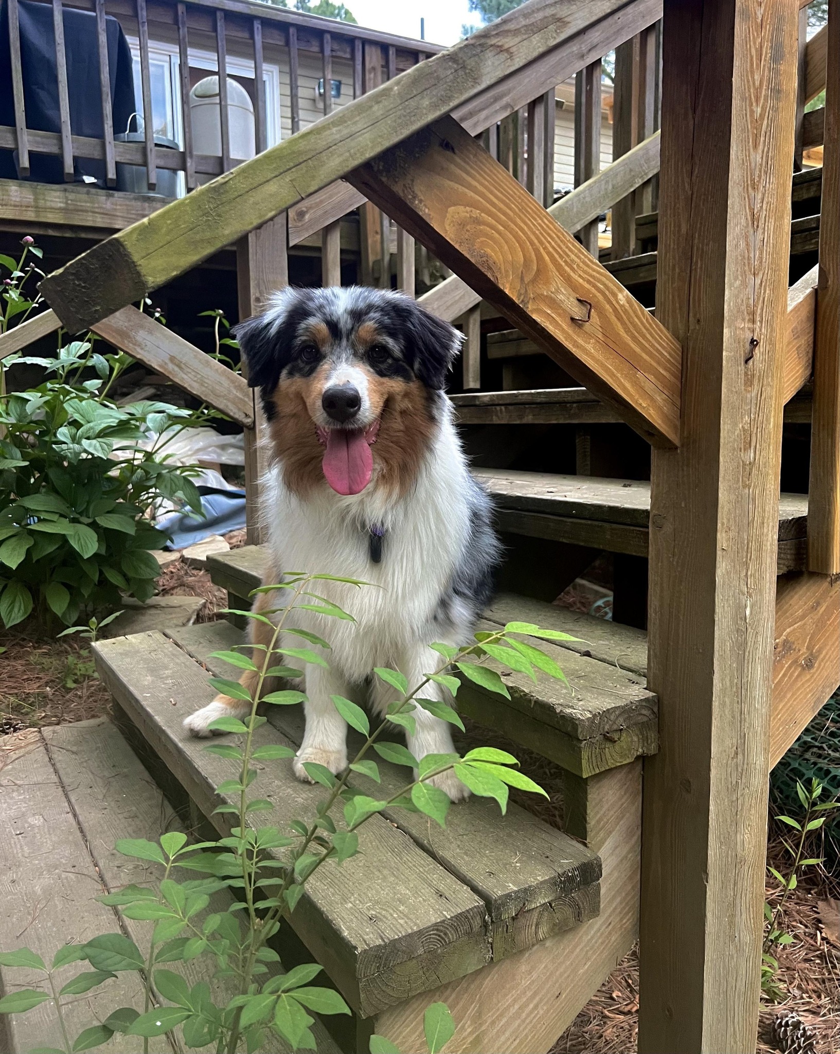 Smiling tricolor Australian Shepherd dog sitting on wooden porch steps surrounded by plants.