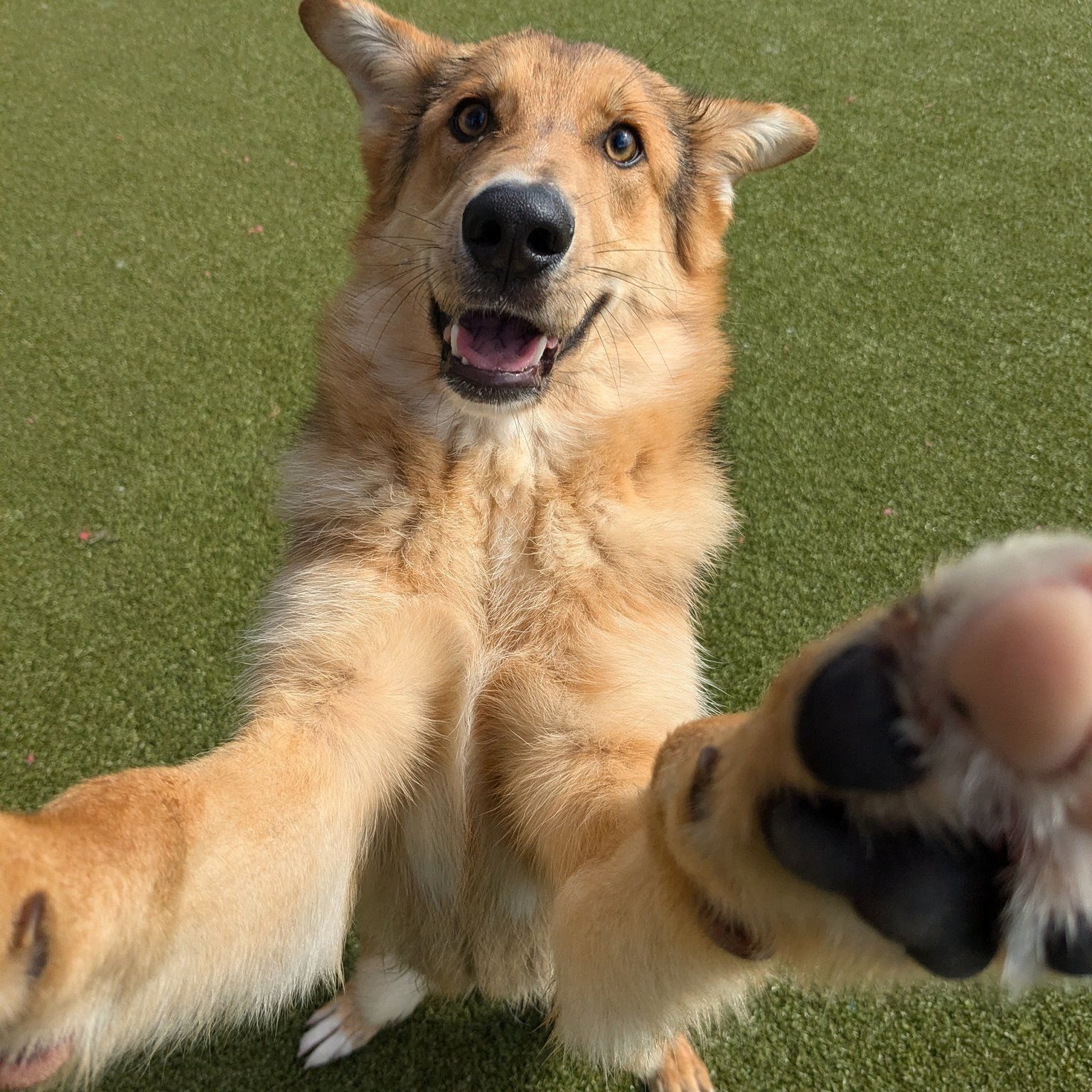 Close-up of a happy tan dog with large ears, reaching out paws toward the camera on green grass.