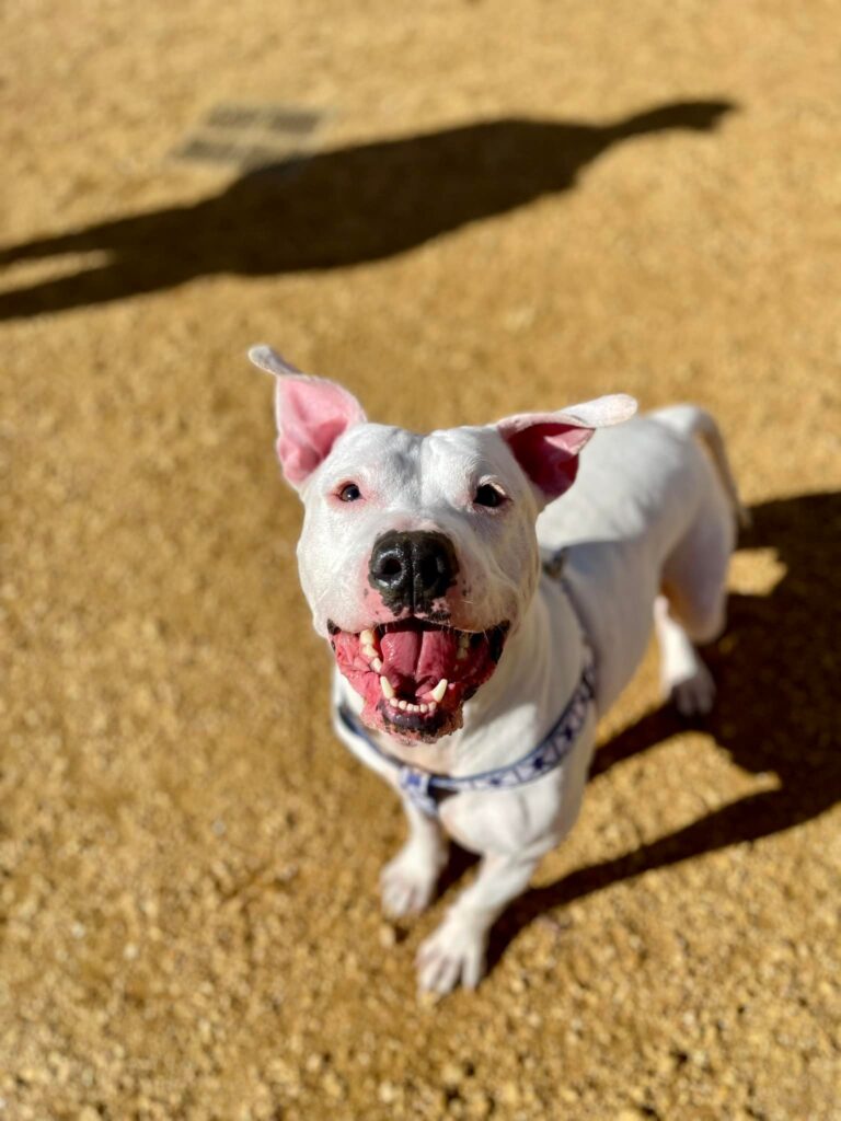 A white pitbull seemingly grins for the camera and is bathed in sunlight.