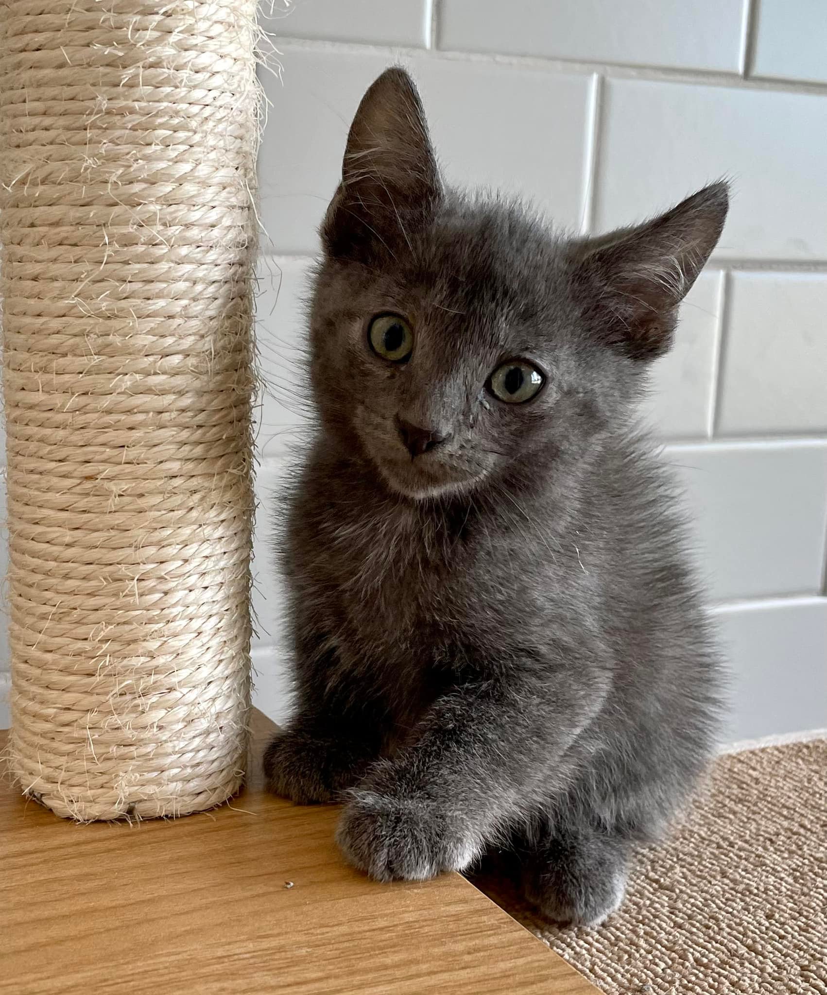 Gray kitten sitting next to a scratching post on a wooden surface indoors, looking at the camera.