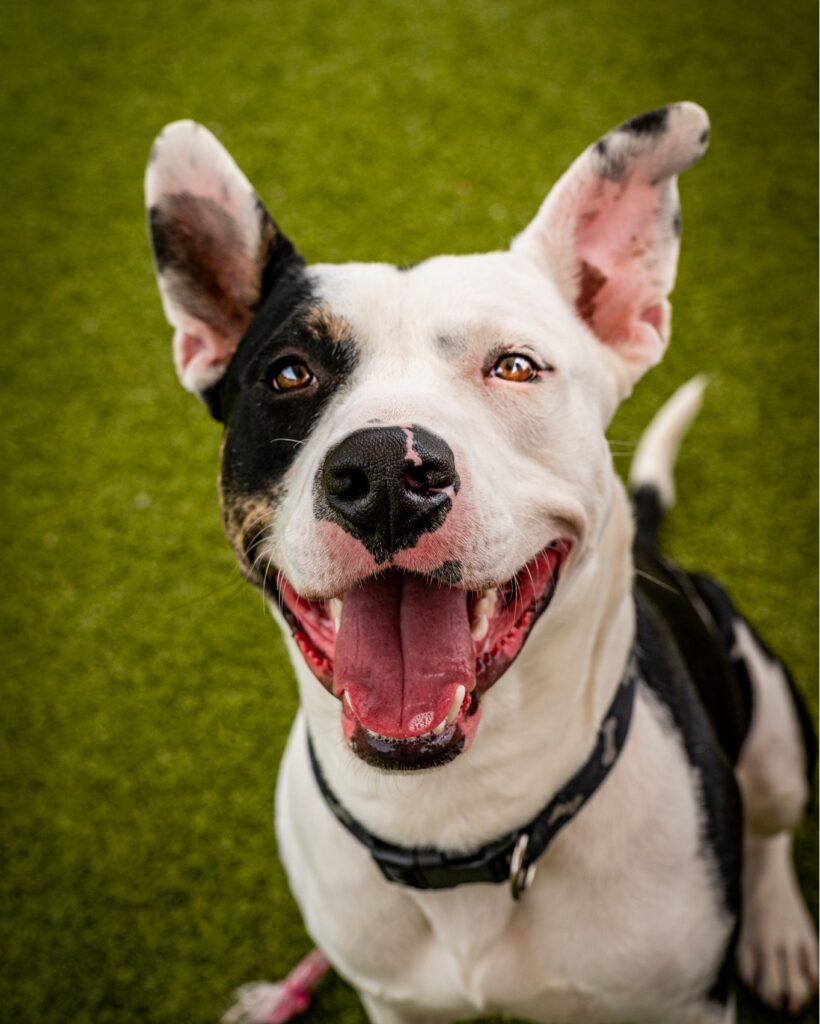 Happy black and white dog with tongue out on green grass.

