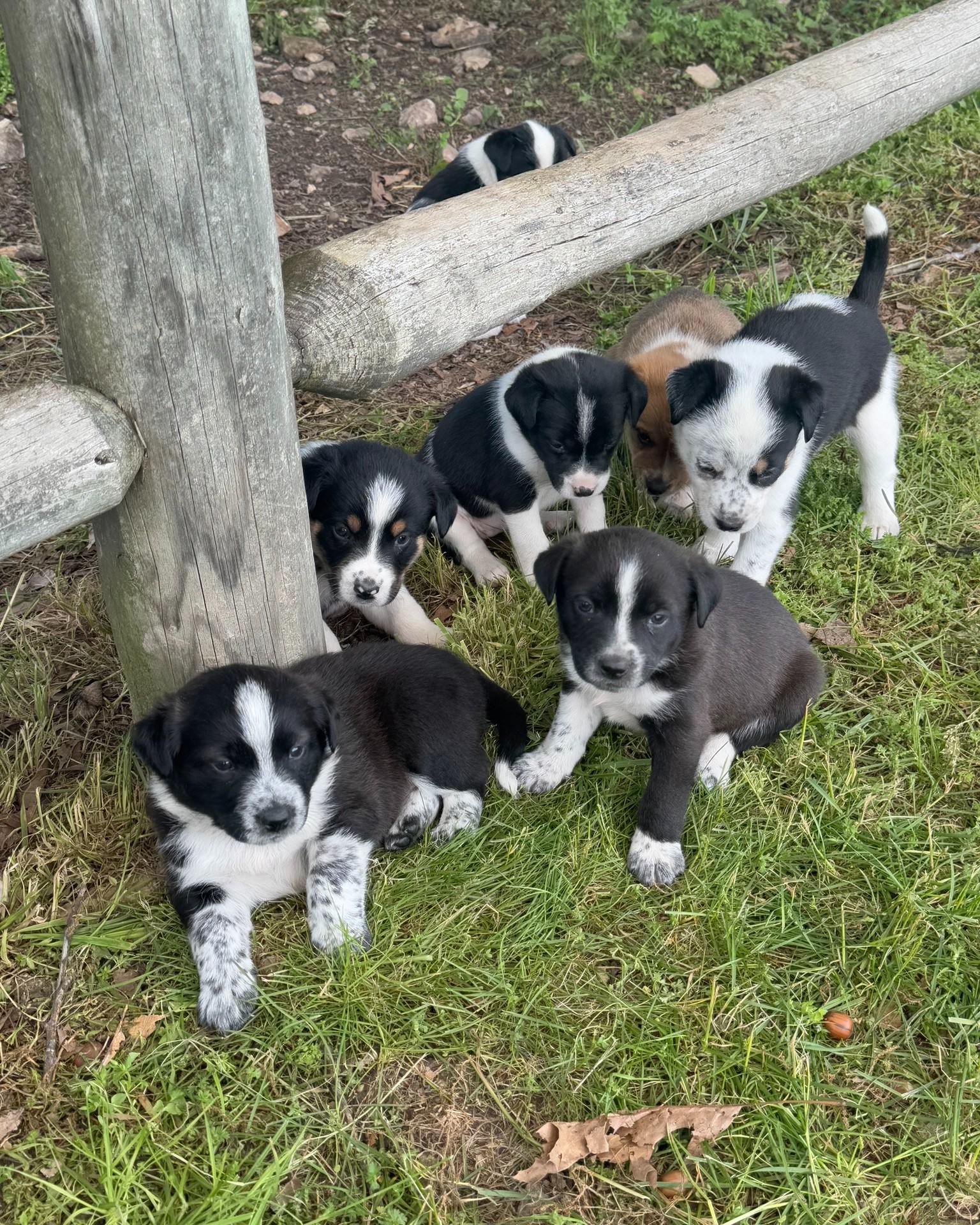 Group of puppies walking in the grass.
