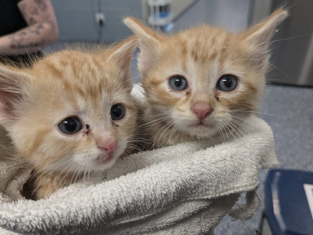Two orange tabby kittens wrapped in a towel, looking curiously at the camera.
