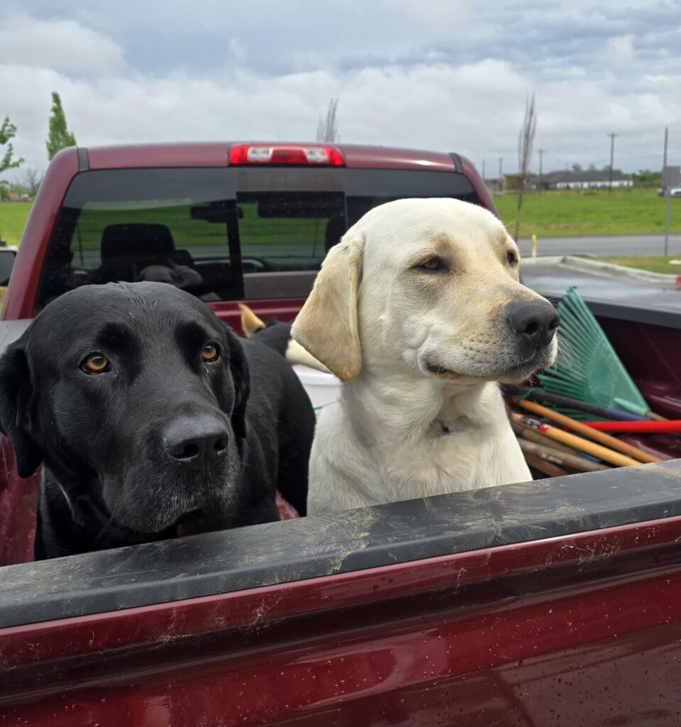 Two dogs, one black and one yellow, sitting in the back of a red pickup truck.
