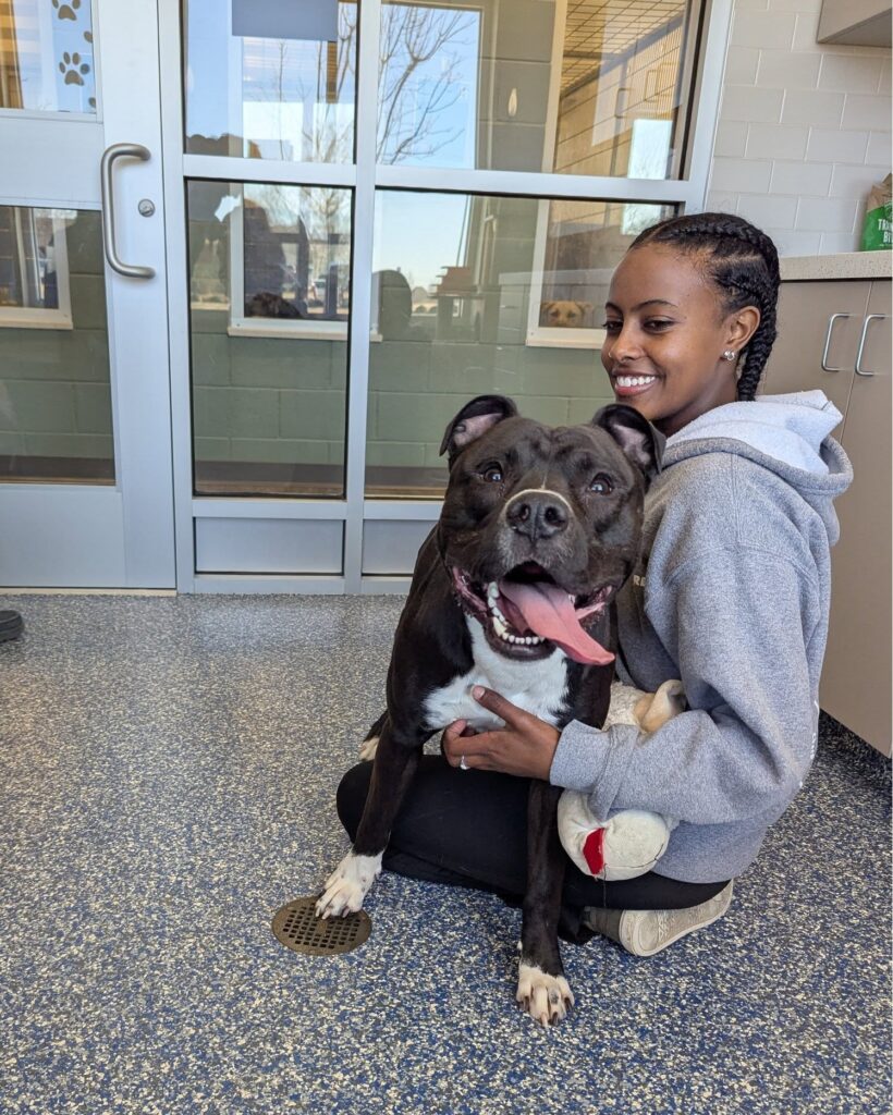 A happy foster woman sweetly hugging a playful pitbull.