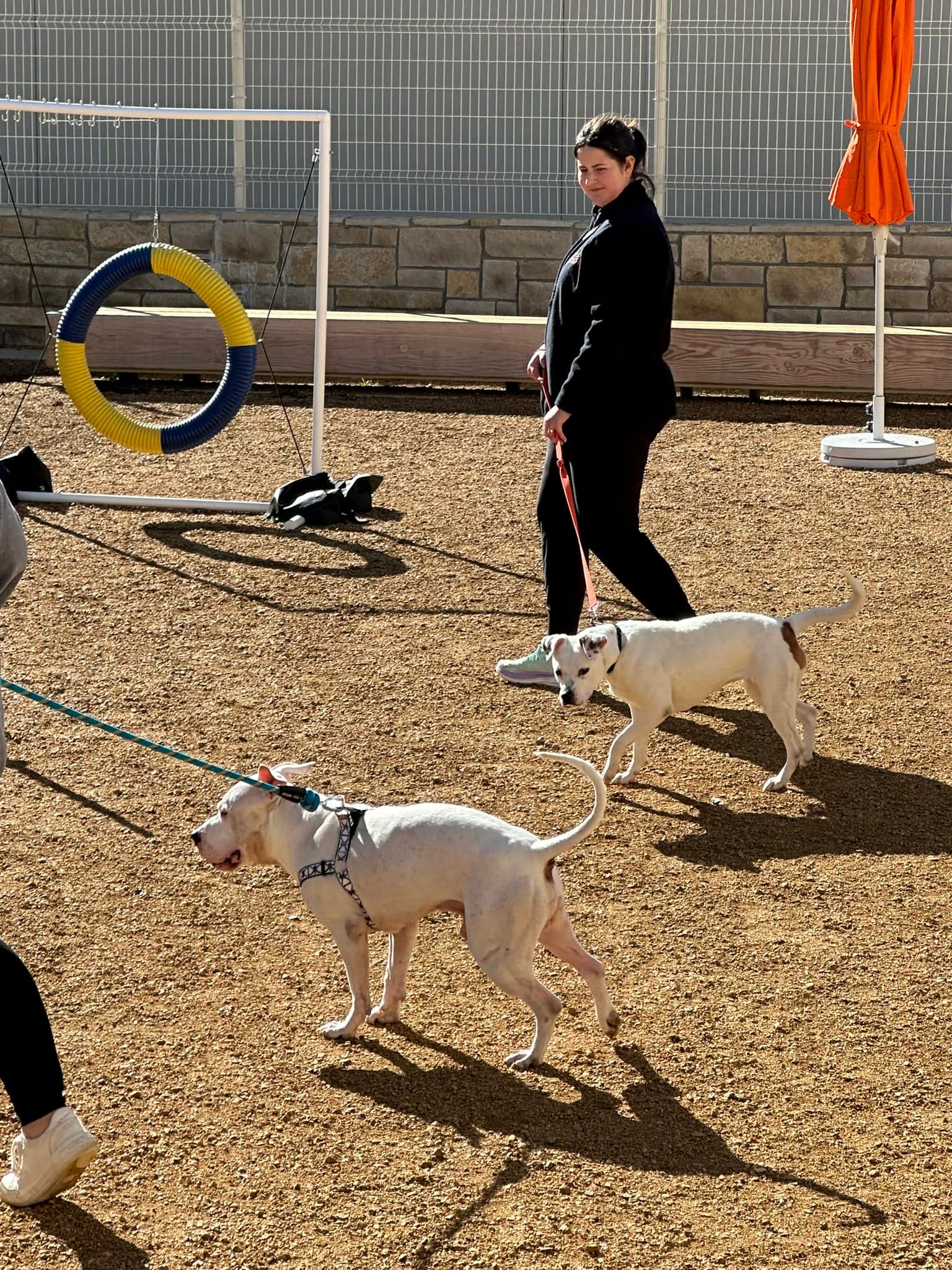 Woman walking two white dogs on leashes in an outdoor play area.
