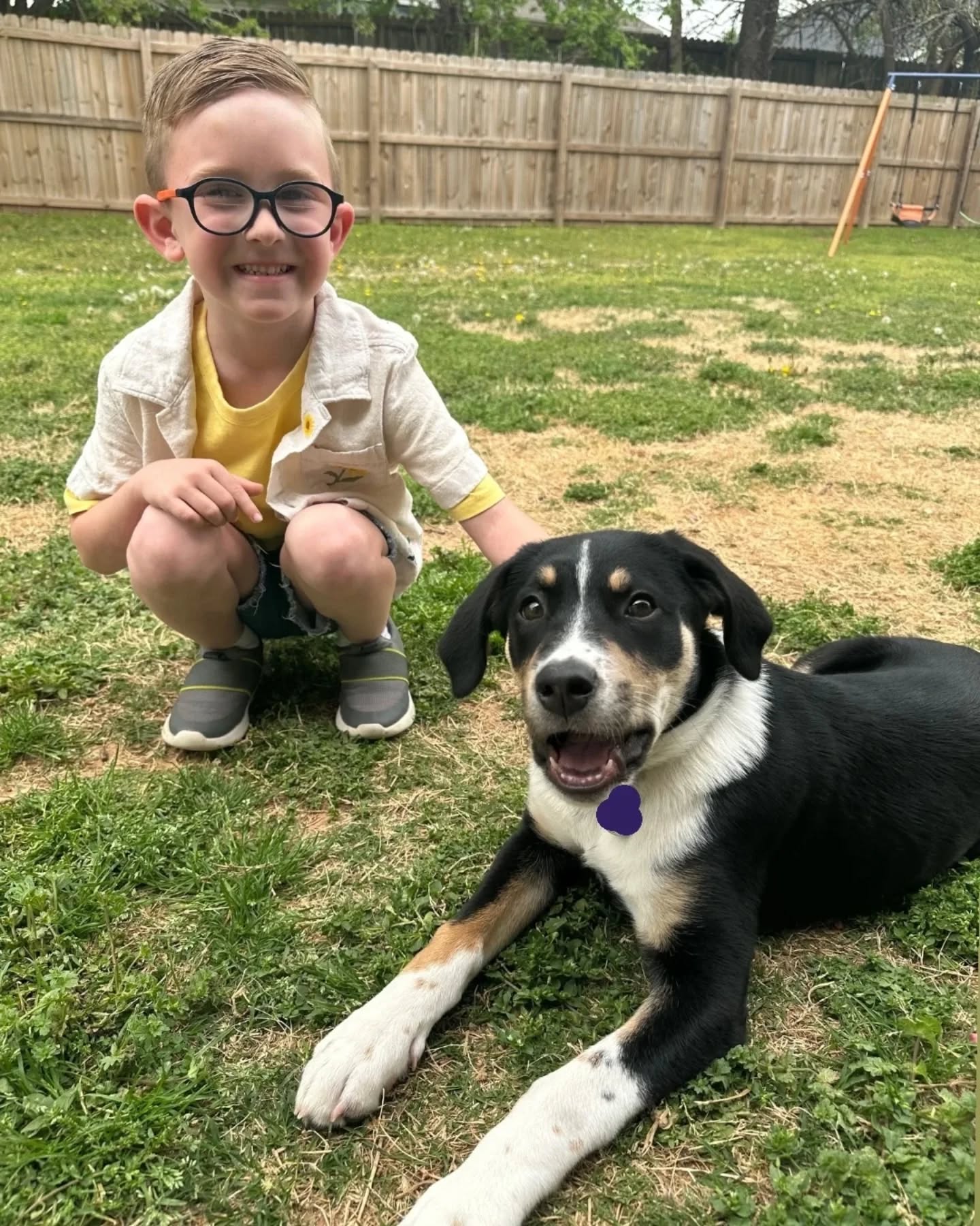 Young boy with glasses crouching on grass next to a black, white, and tan dog.