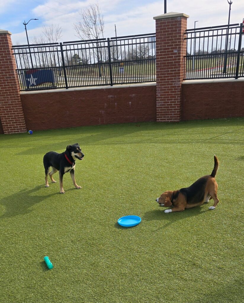 Two happy dogs on grass, one crouching, one watching, with a toy beside them.