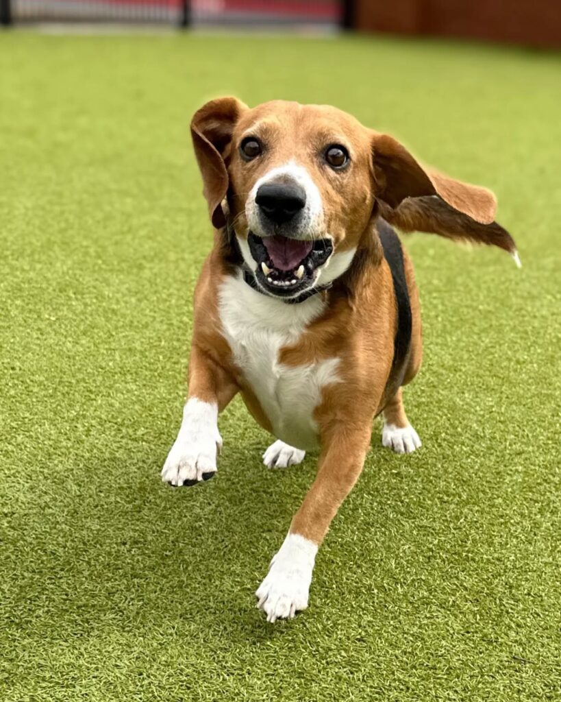 Sunlit white beagle at the camera with a cheerful expression.
